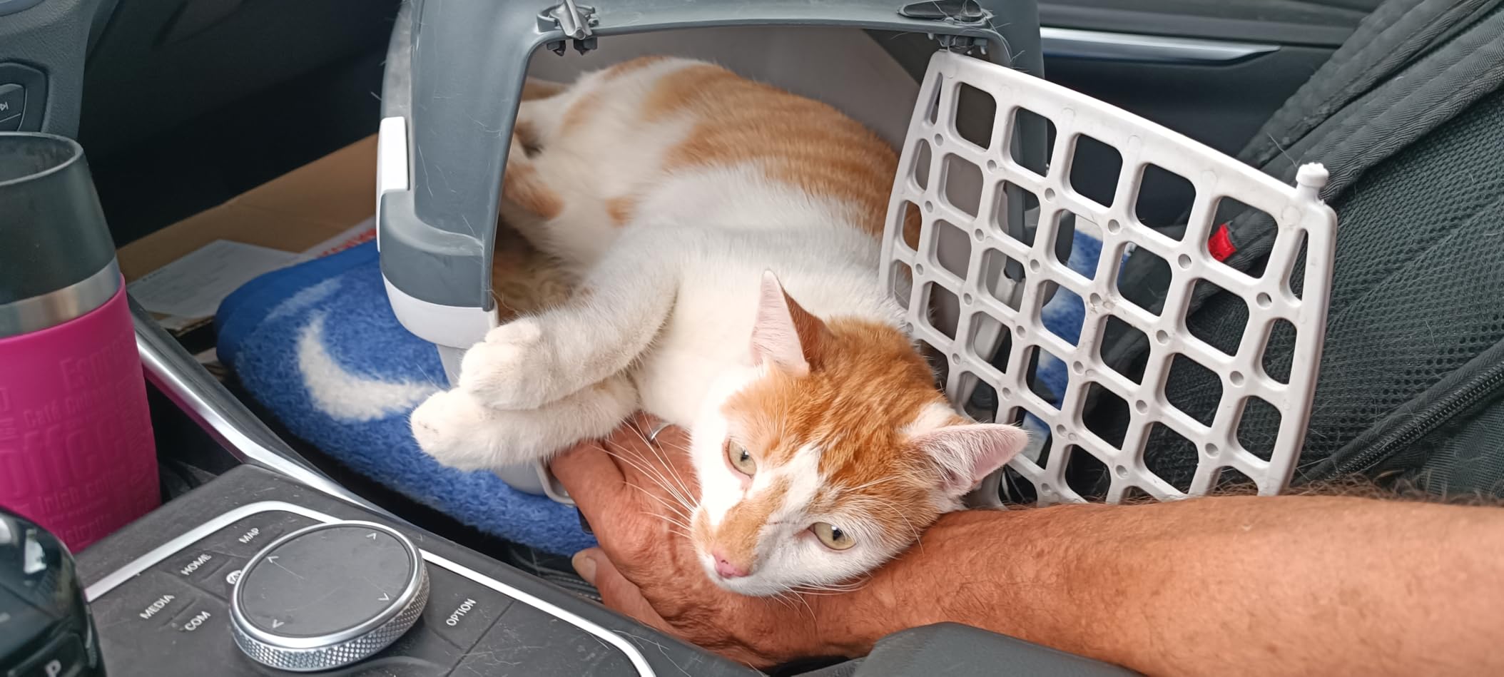 Entspannter Kater