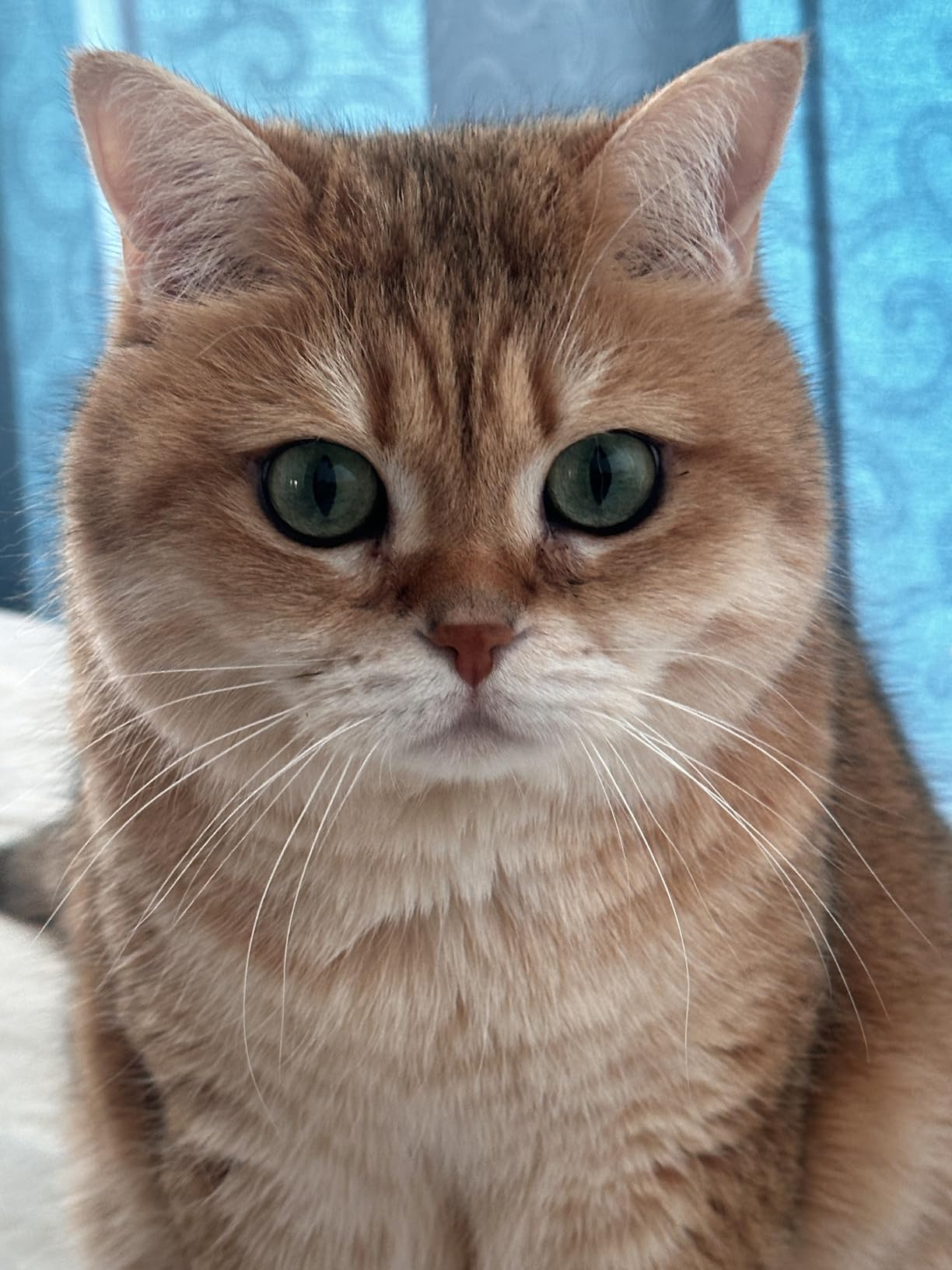 Naja
