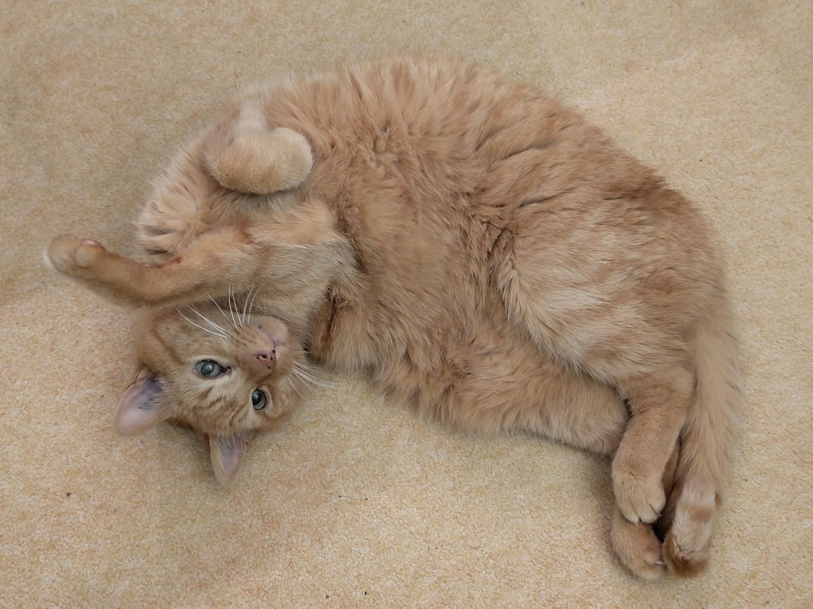 Meine Katze mag es