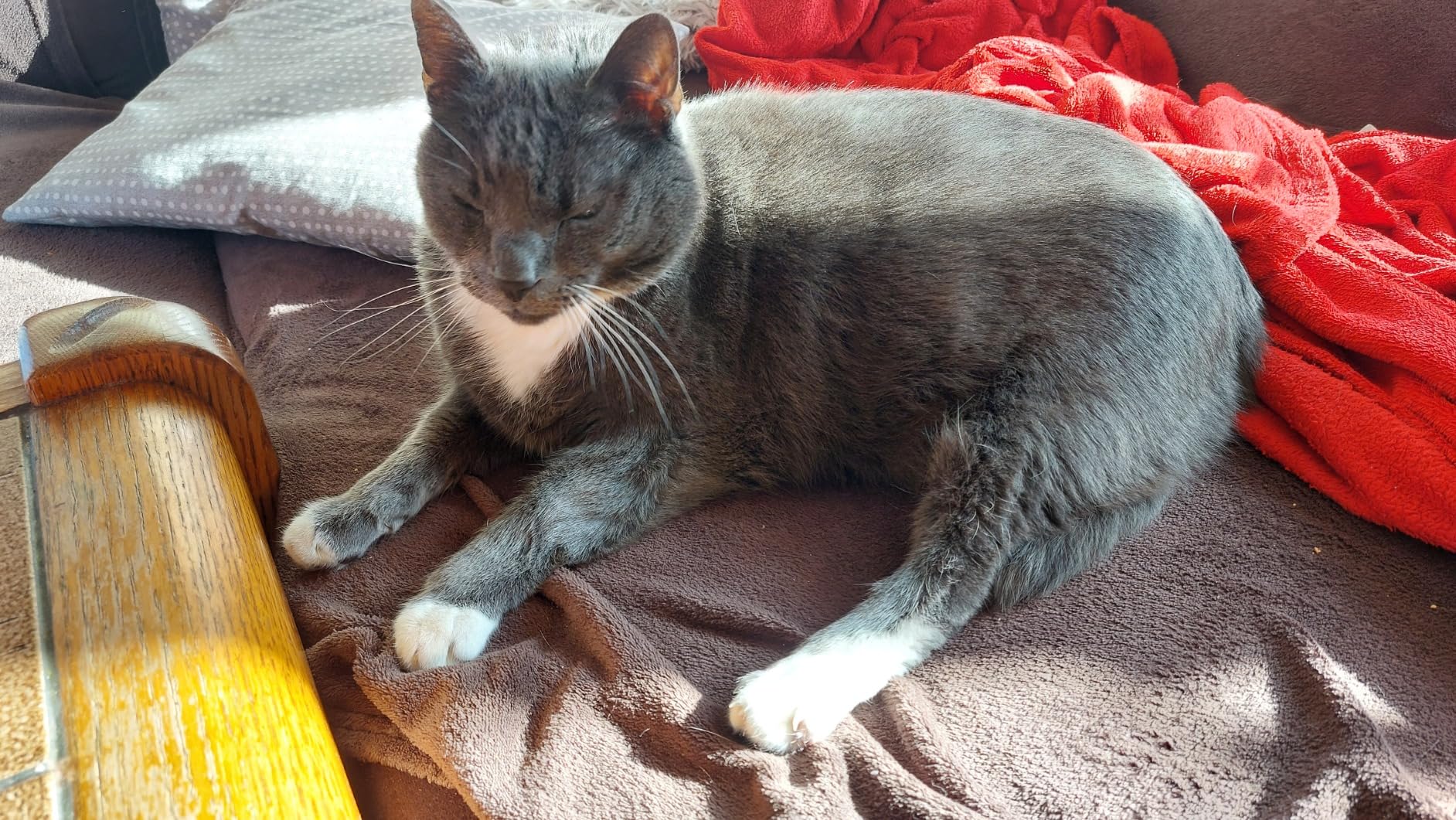 Katze verweigert
