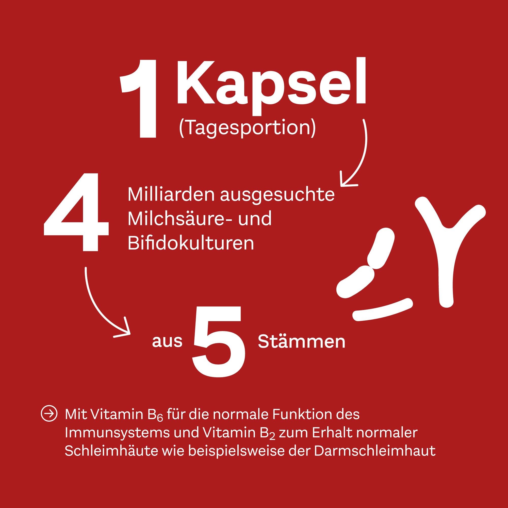 doppelherz-mikrobionapro-milchs-urekulturen-b2-b6-20-kapseln image 3